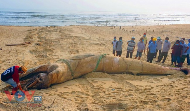 Quảng Nam: Cá voi nặng 4 tấn trôi dạt vào bờ - Ảnh 1.