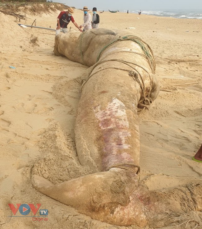 Quảng Nam: Cá voi nặng 4 tấn trôi dạt vào bờ - Ảnh 2.