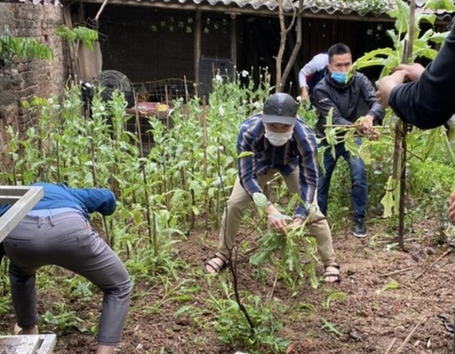 Hà Nội: Phát hiện một hộ dân trồng cây anh túc trong vườn nhà - Ảnh 1.