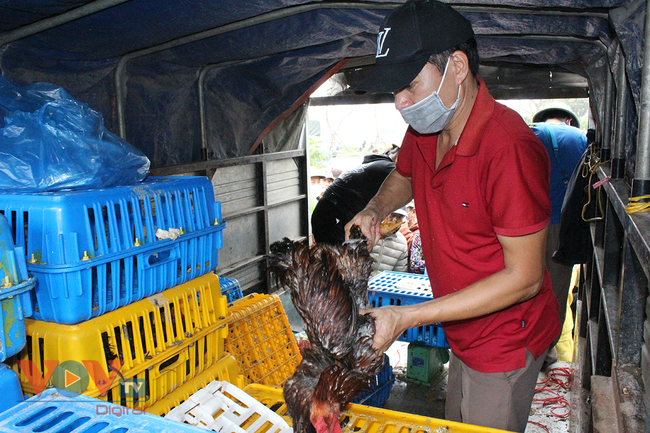 Sau rau củ quả, người dân Hà Nội tiếp tục “giải cứu” gà đồi Hải Dương - Ảnh 7.