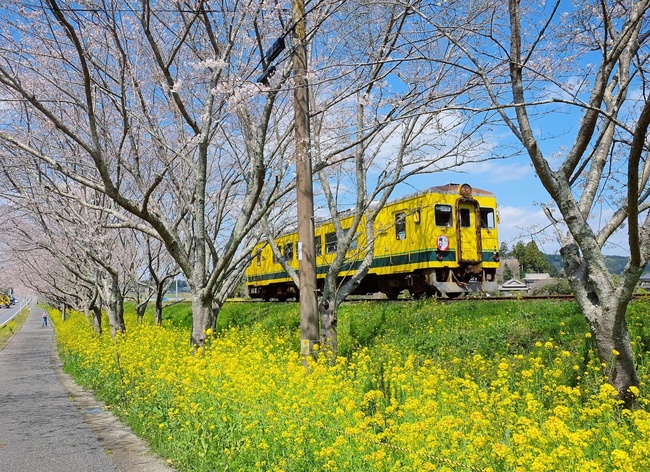 Biển hoa cải vàng rực rỡ ở Nhật Bản - Ảnh 3.