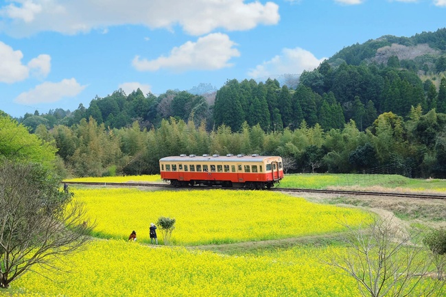Biển hoa cải vàng rực rỡ ở Nhật Bản - Ảnh 1.