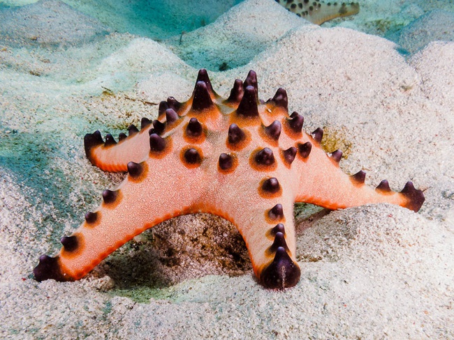 7 loài sao biển đẹp trên thế giới - Ảnh 8.