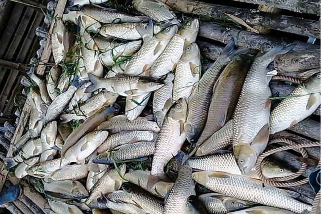 Thanh Hoá: Cá chết trên sông mã không phải do dịch bệnh - Ảnh 1.