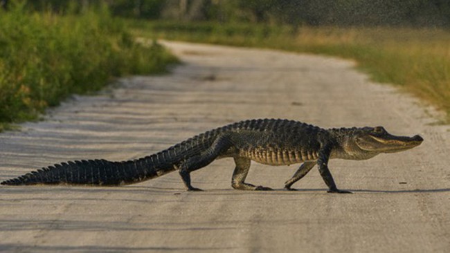 Cá sấu xuất hiện tràn lan ở Florida - Ảnh 1.