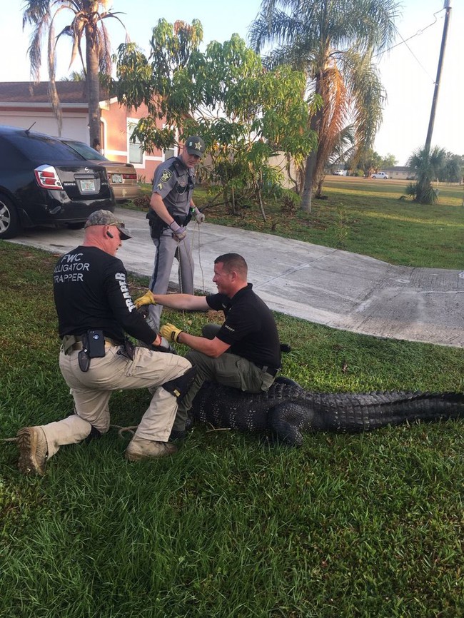 Florida cảnh giác trước mùa cá sấu tìm bạn tình - Ảnh 1.
