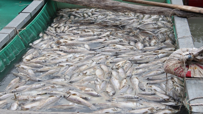 Hơn 80 tấn cá ở Bình Dương chết trắng sau cơn mưa - Ảnh 2.