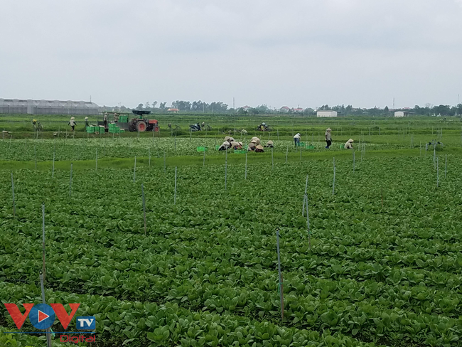 Xuân Khê là địa phương đi đầu trong việc tích tụ ruộng đất để sản xuất nông nghiệp ứng dụng công nghệ cao.jpg