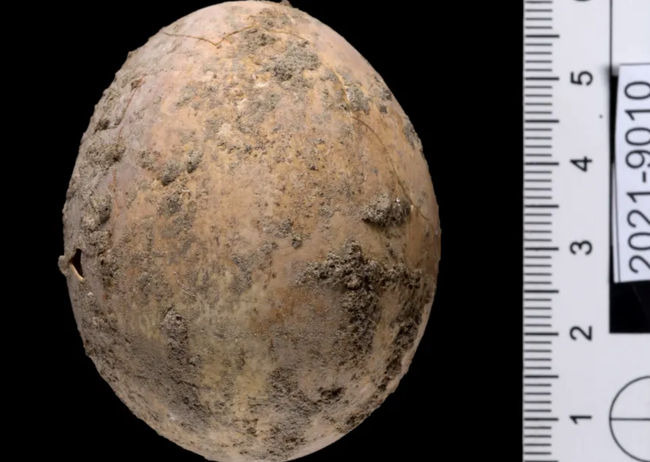 Israel phát hiện quả trứng gà 1.000 năm tuổi còn nguyên vẹn - Ảnh 1.