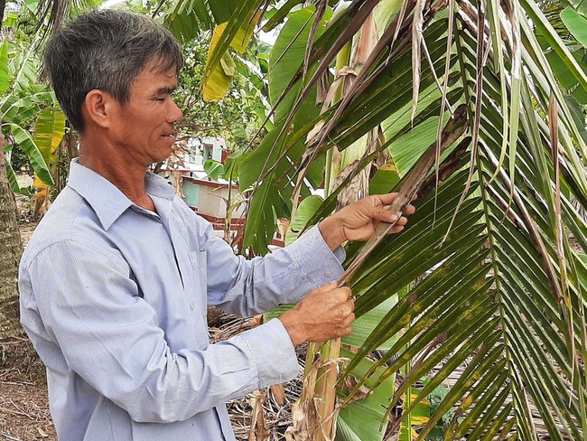 Bến Tre: Sâu đầu đen gây hại hơn 500 ha vườn dừa - Ảnh 2.