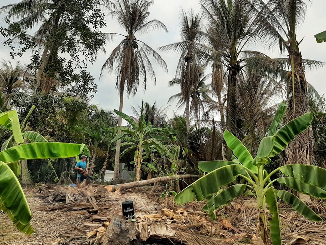 Bến Tre: Sâu đầu đen gây hại hơn 500 ha vườn dừa - Ảnh 1.
