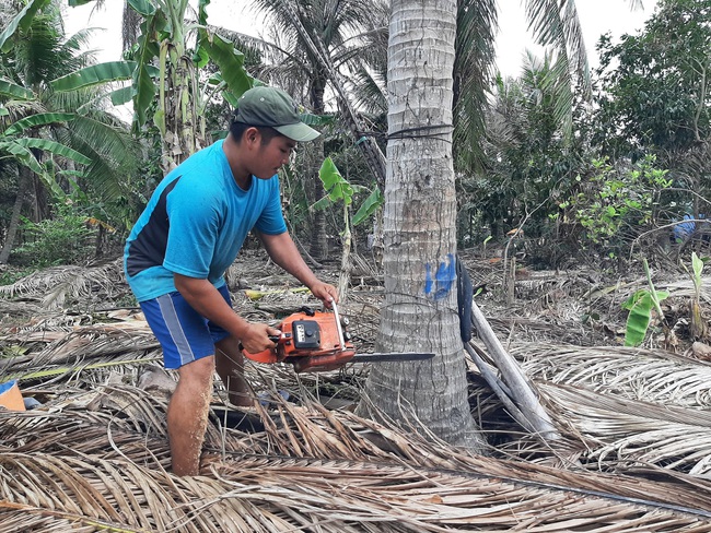 Bến Tre: Sâu đầu đen gây hại hơn 500 ha vườn dừa - Ảnh 3.