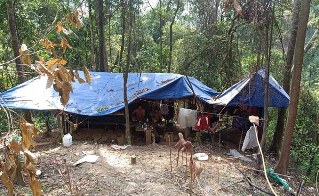 'Cơn lốc vàng' tàn phá rừng phòng hộ Thừa Thiên Huế - Ảnh 3.
