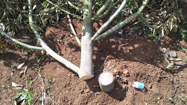 Đắk Lắk: Một hộ dân bị kẻ gian chặt phá vườn sầu riêng trị giá 700 triệu đồng - Ảnh 1.