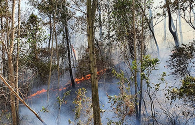 Thừa Thiên Huế: Cháy rừng gần Trạm Kiểm định đạn dược T264-K890 - Ảnh 2.