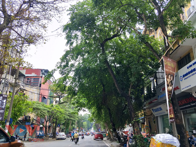 Hà Nội: Nguy cơ mất an toàn từ cây xanh, biển quảng cáo khổ lớn mùa mưa bão - Ảnh 5.