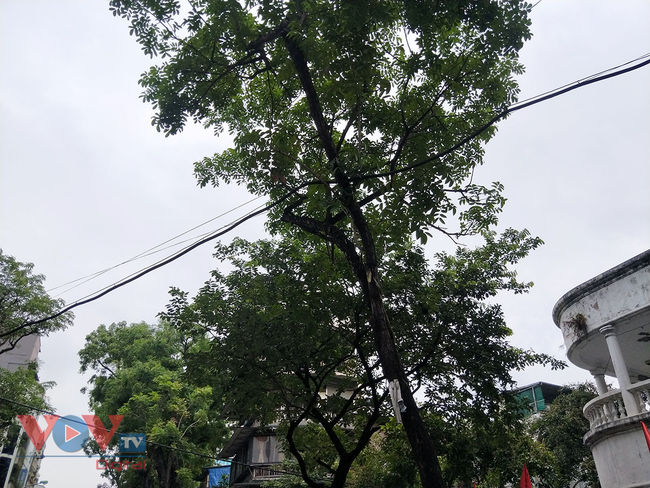 Hà Nội: Nguy cơ mất an toàn từ cây xanh, biển quảng cáo khổ lớn mùa mưa bão - Ảnh 6.