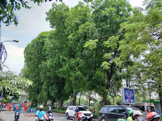 Hà Nội: Nguy cơ mất an toàn từ cây xanh, biển quảng cáo khổ lớn mùa mưa bão - Ảnh 10.