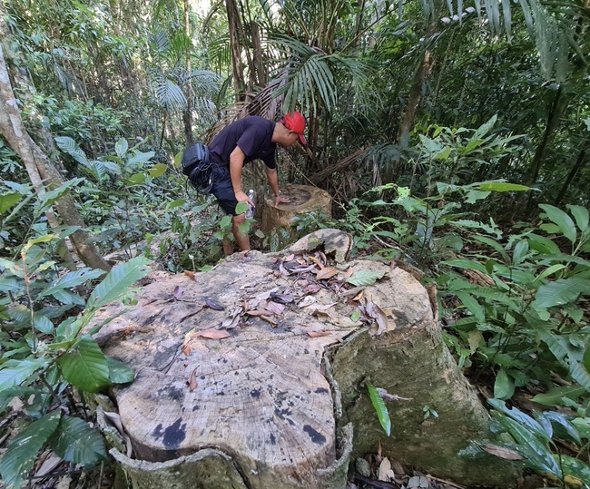 Gia Lai: Khởi tố vụ phá rừng cổ thụ ở xã Đăk Roong - Ảnh 2.