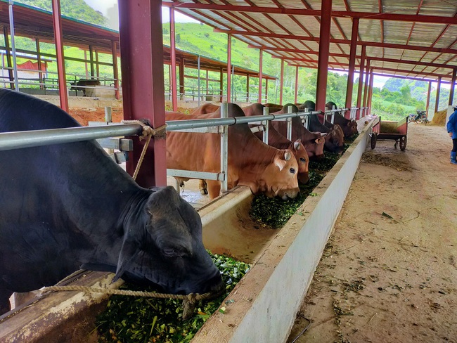 Cận cảnh trang trại nông nghiệp kết hợp điện áp mái ở Sơn La - Ảnh 8.