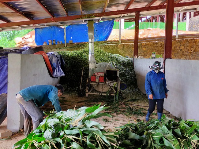 Cận cảnh trang trại nông nghiệp kết hợp điện áp mái ở Sơn La - Ảnh 6.