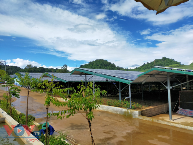 Cận cảnh trang trại nông nghiệp kết hợp điện áp mái ở Sơn La - Ảnh 1.
