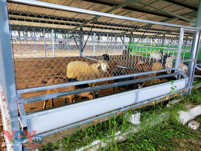 Cận cảnh trang trại nông nghiệp kết hợp điện áp mái ở Sơn La - Ảnh 4.