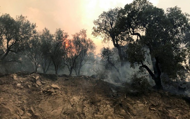 Thêm nhiều người thiệt mạng do cháy rừng tại Algeria - Ảnh 1.