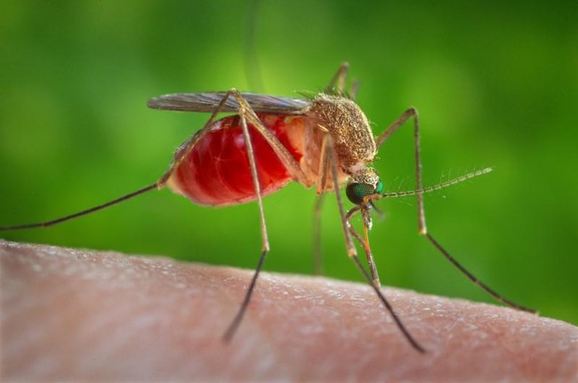 Trung Quốc sử dụng công nghệ hạt nhân để diệt muỗi - Ảnh 1.
