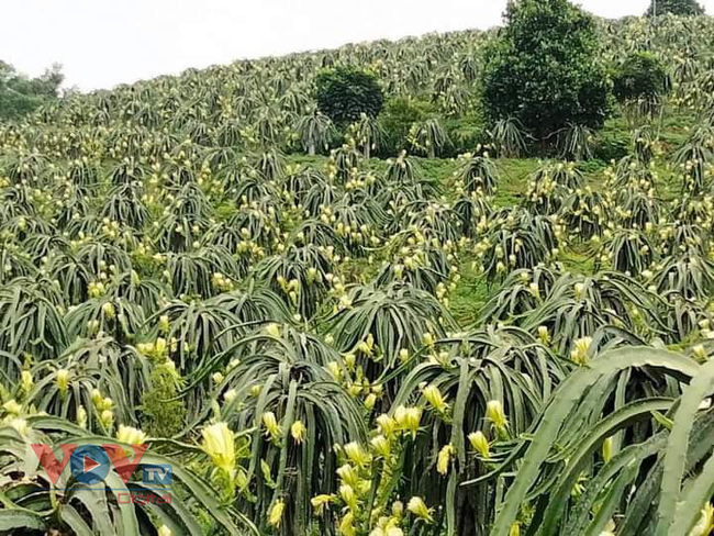 Tuyên Quang: Hiệu quả kinh tế lớn từ phát triển trồng trọt tại huyện Hàm Yên - Ảnh 3.