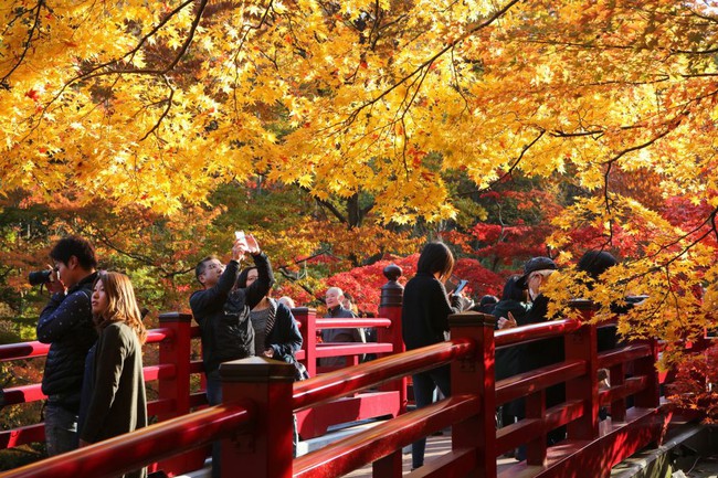 Công viên Yahiko mùa lá đỏ - Ảnh 1.