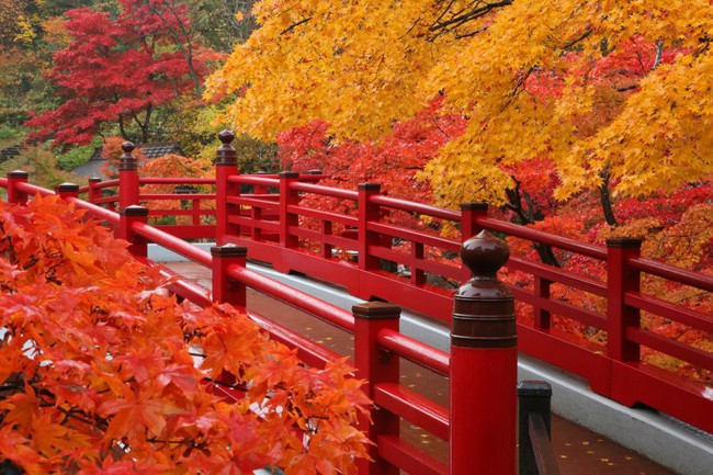 Công viên Yahiko mùa lá đỏ - Ảnh 3.