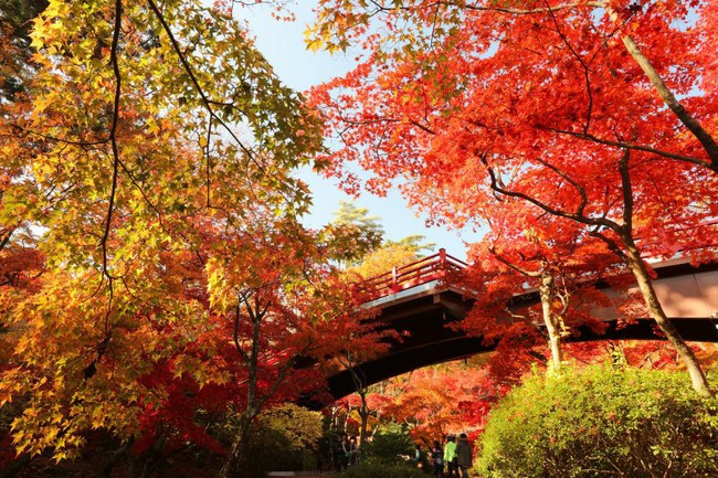 Công viên Yahiko mùa lá đỏ - Ảnh 5.