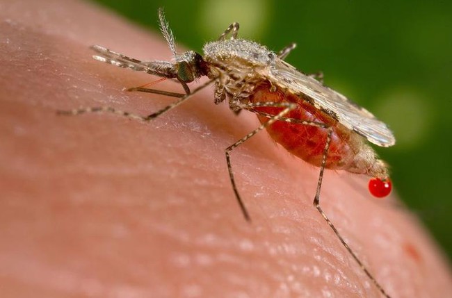 Các nhà khoa học Thụy Điển tìm ra bí quyết mới tiêu diệt muỗi gây sốt rét - Ảnh 1.