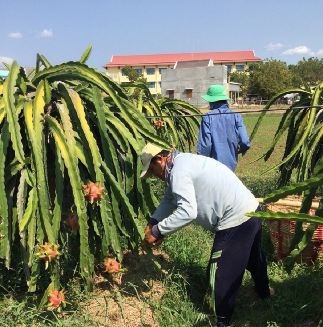 Giá giảm sâu, người trồng thanh long ở Bình Thuận gặp nhiều khó khăn - Ảnh 4.