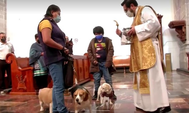 Mexico: Độc đáo lễ ban phước lành cho thú cưng vào Ngày Thánh Anthony - Ảnh 2.