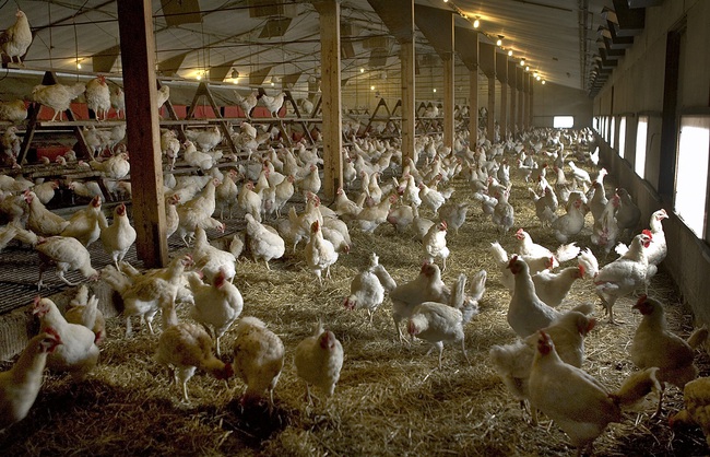 Phát hiện ổ dịch cúm gia cầm tại Hà Lan, tiêu hủy hơn 200.000 con gà - Ảnh 1.