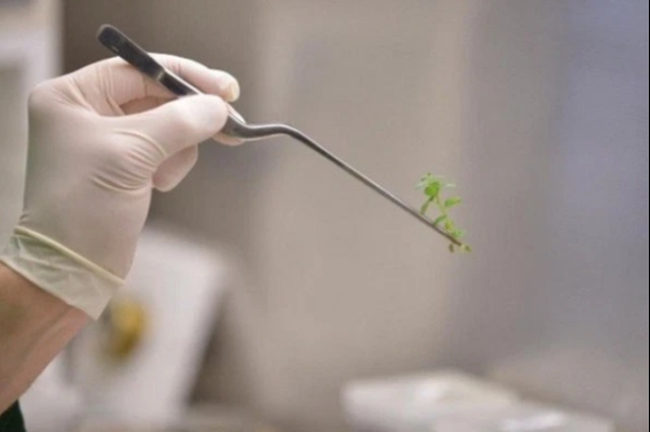 Trung Quốc thử nghiệm cấp phép thực vật chỉnh sửa gene để đảm bảo an ninh lương thực - Ảnh 1.