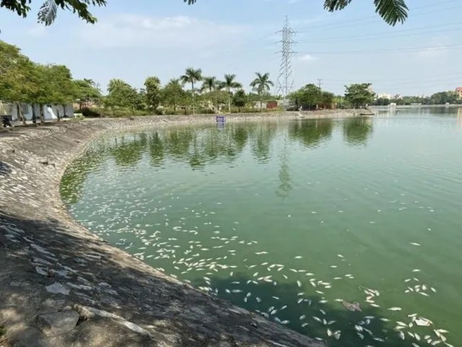 Cá chết trắng hồ điều hòa lớn nhất thành phố Hải Phòng - Ảnh 1.