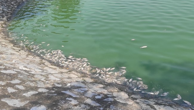Cá chết trắng hồ điều hòa lớn nhất thành phố Hải Phòng - Ảnh 3.
