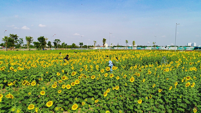 Vườn hoa hướng dương 12.000m2 tại Van Phuc City mở cửa miễn phí đón khách tham quan dịp năm mới - Ảnh 2.