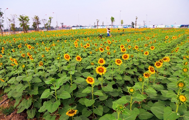 Vườn hoa hướng dương 12.000m2 tại Van Phuc City mở cửa miễn phí đón khách tham quan dịp năm mới - Ảnh 4.