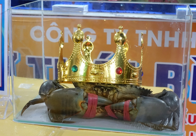 Con cua nặng hơn 1,4 kg dành giải nhất cuộc thi Sumo Crab tại Cà Mau - Ảnh 1.