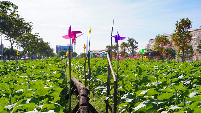 Chờ đón Vườn hoa hướng dương đậm chất Nam Bộ tại Van Phuc City - Ảnh 3.