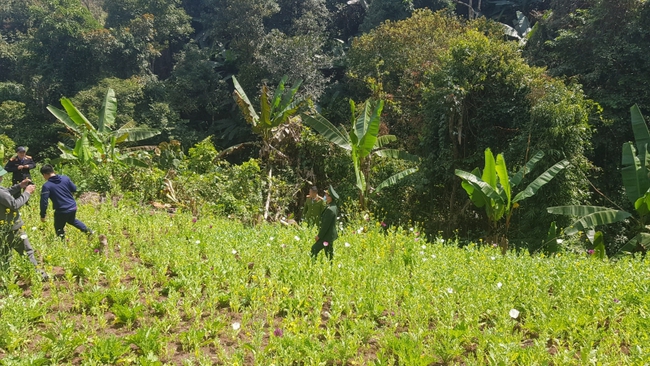 Điện Biên: Phá nhổ gần 400m2 diện tích trồng cây thuốc phiện - Ảnh 1.