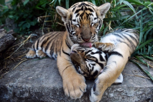 Vườn thú Ấn Độ chào đón 2 chú hổ Hoàng gia Bengal quý hiếm - Ảnh 2.