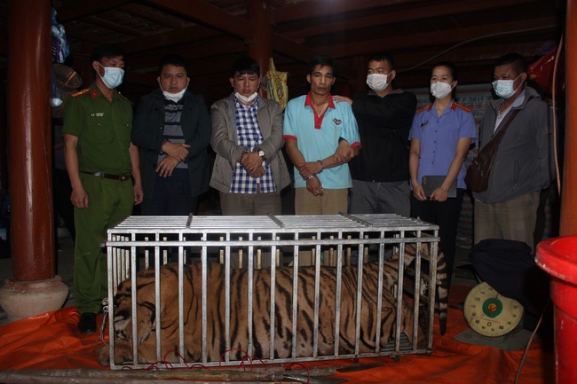 3 đối tượng ở Điện Biên bị bắt giữ khi đang giết thịt hổ tại nhà riêng - Ảnh 1.