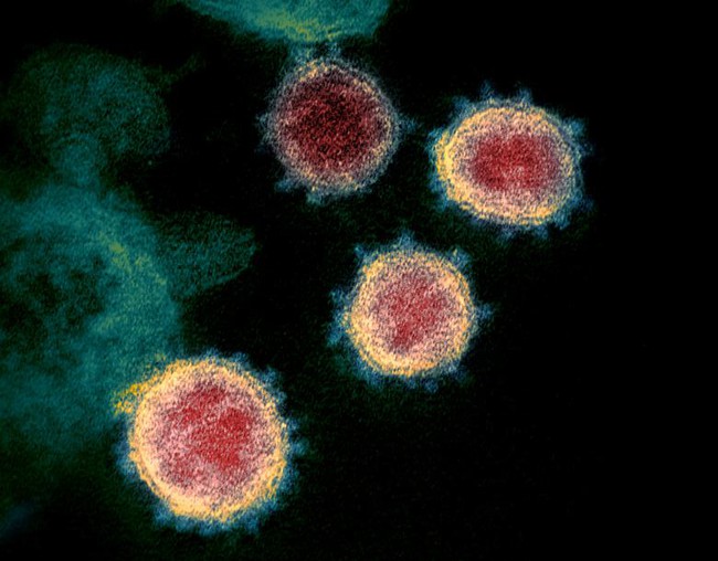 Virus SARS-CoV-2 tiến hóa để vượt qua hệ miễn dịch bẩm sinh của con người - Ảnh 1.