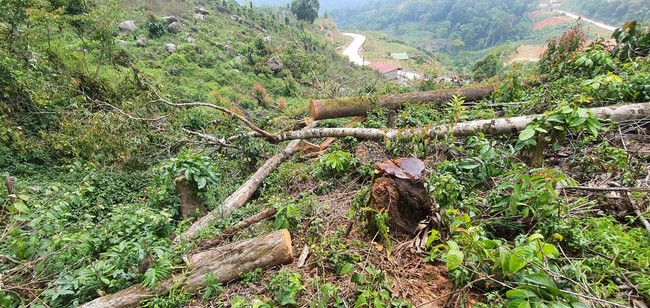Lâm Đồng: Truy tìm đối tượng phá rừng để chiếm đất - Ảnh 1.
