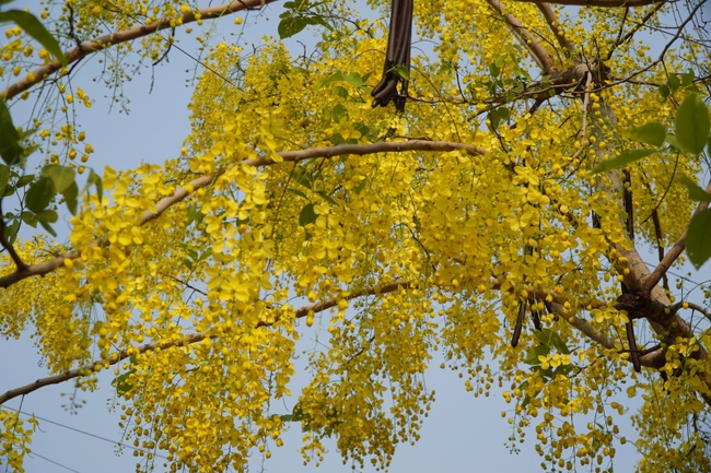 Rực rỡ hoa Dok khun – sắc màu Tết cổ truyền của đất nước Triệu Voi - Ảnh 6.